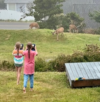 Deer out front