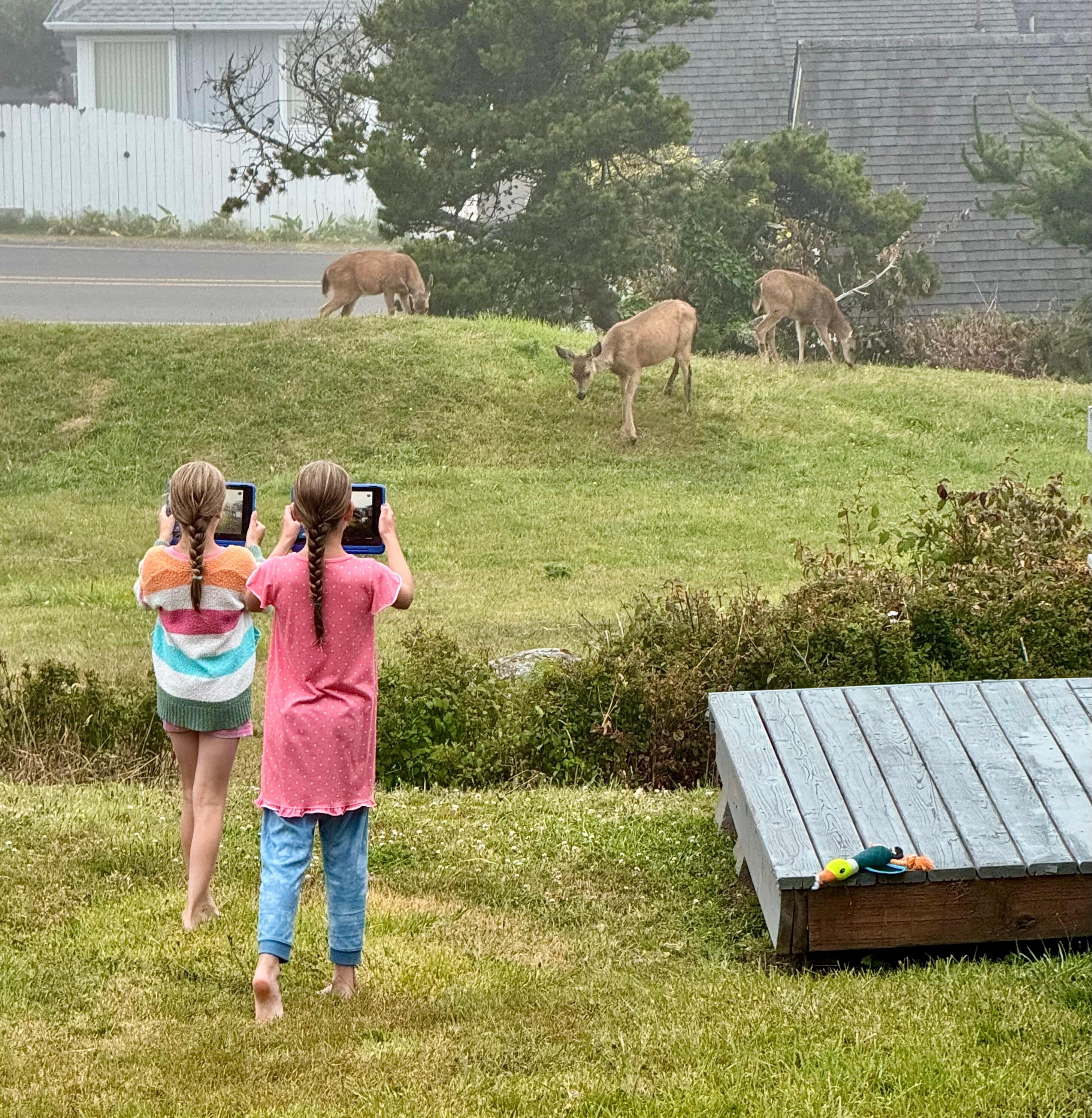 Deer out front 