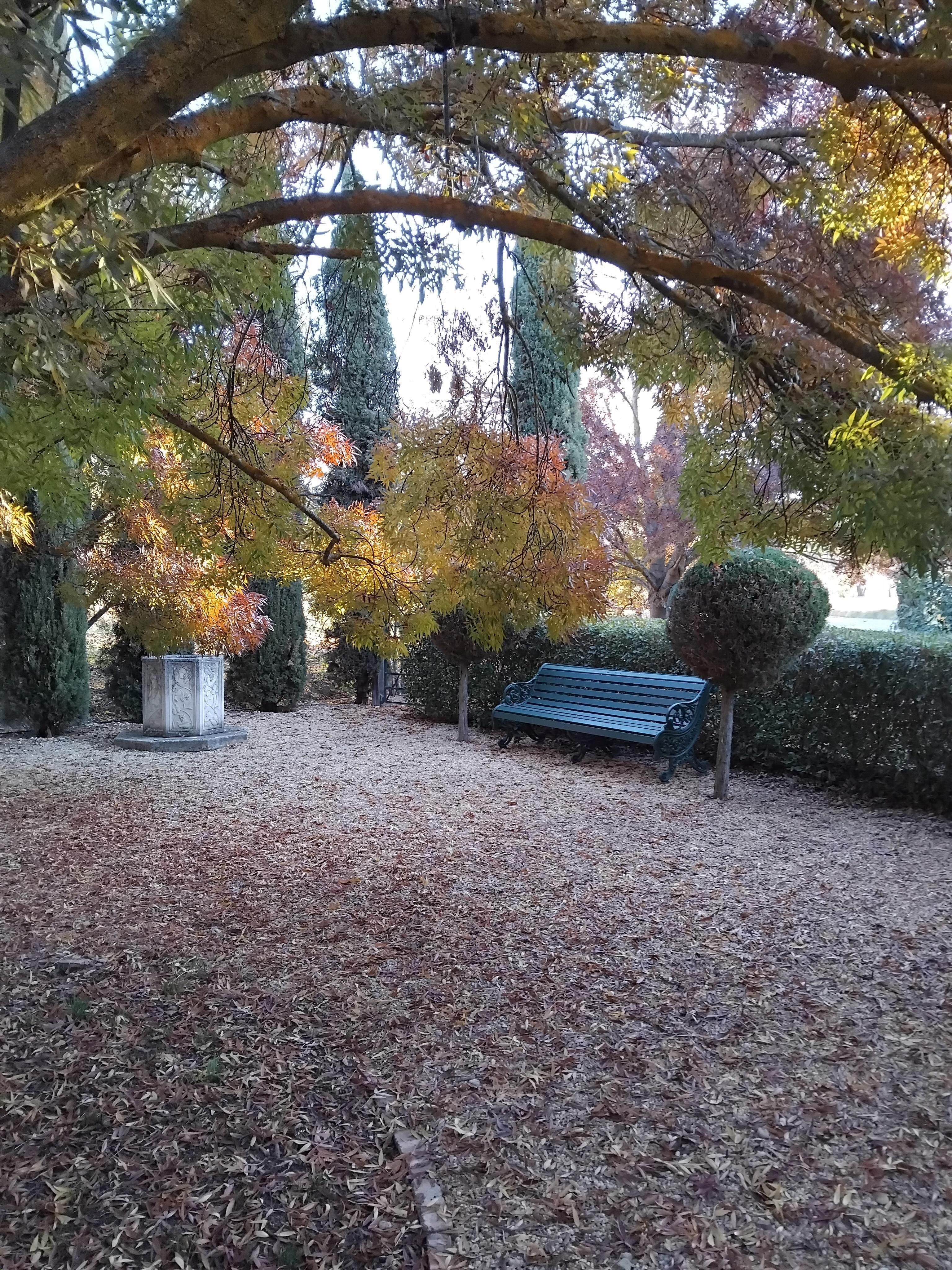 Gorgeous autumn colours in the garden 