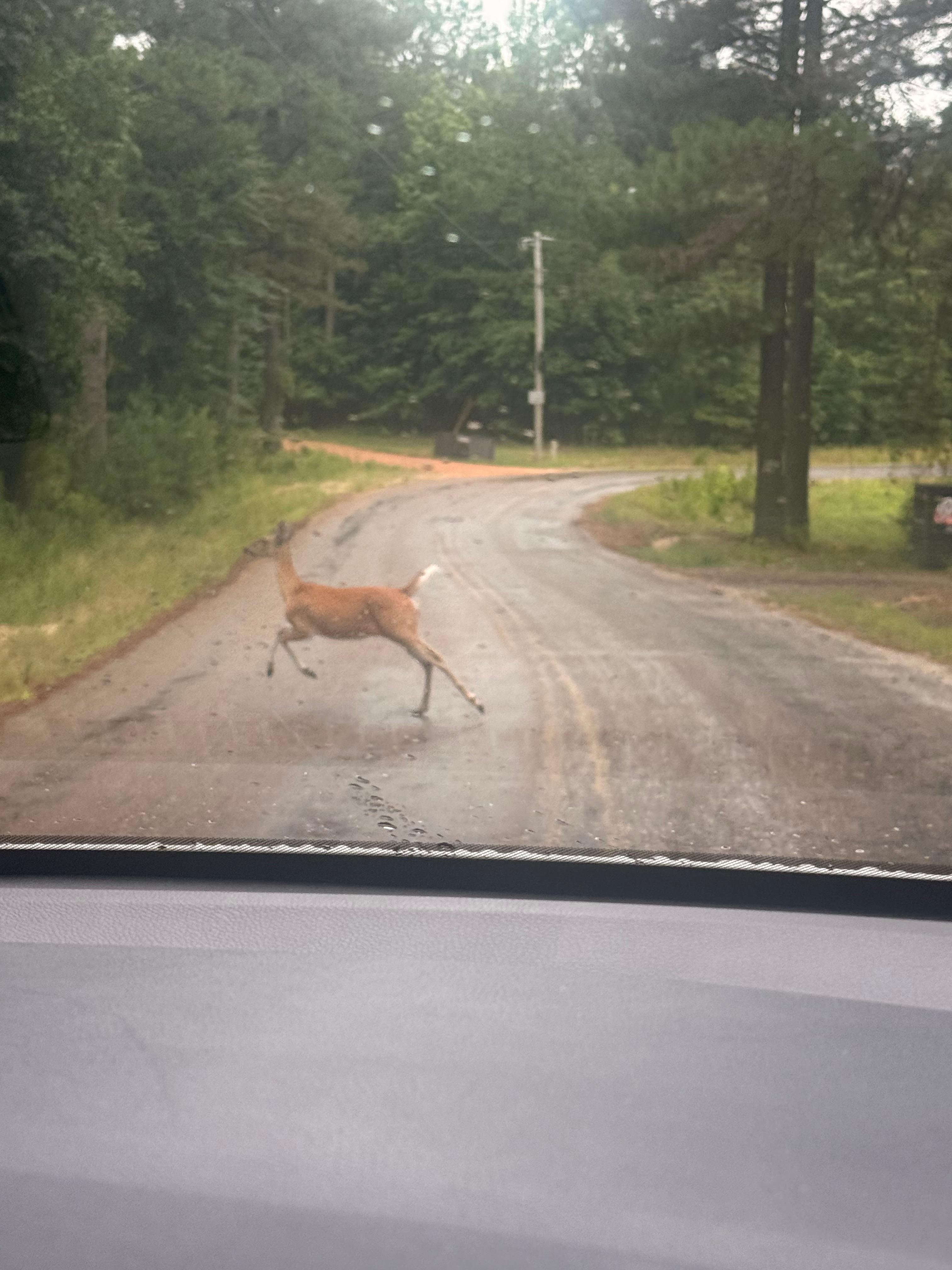 Pulling up to the cabin there was an abundance of wildlife. 