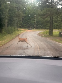 Pulling up to the cabin there was an abundance of wildlife.