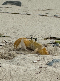 Little Lameshur crab 🦀