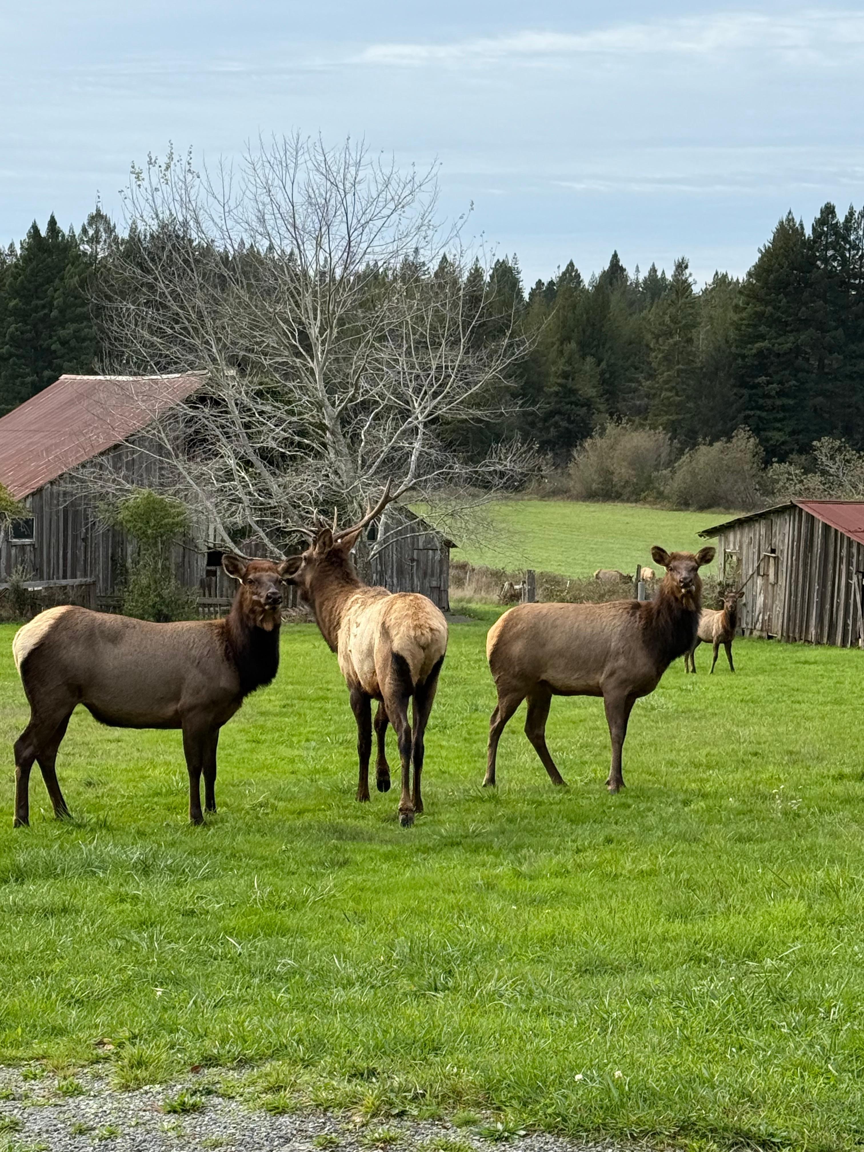 Elk we saw across the street from the property. Super awesome