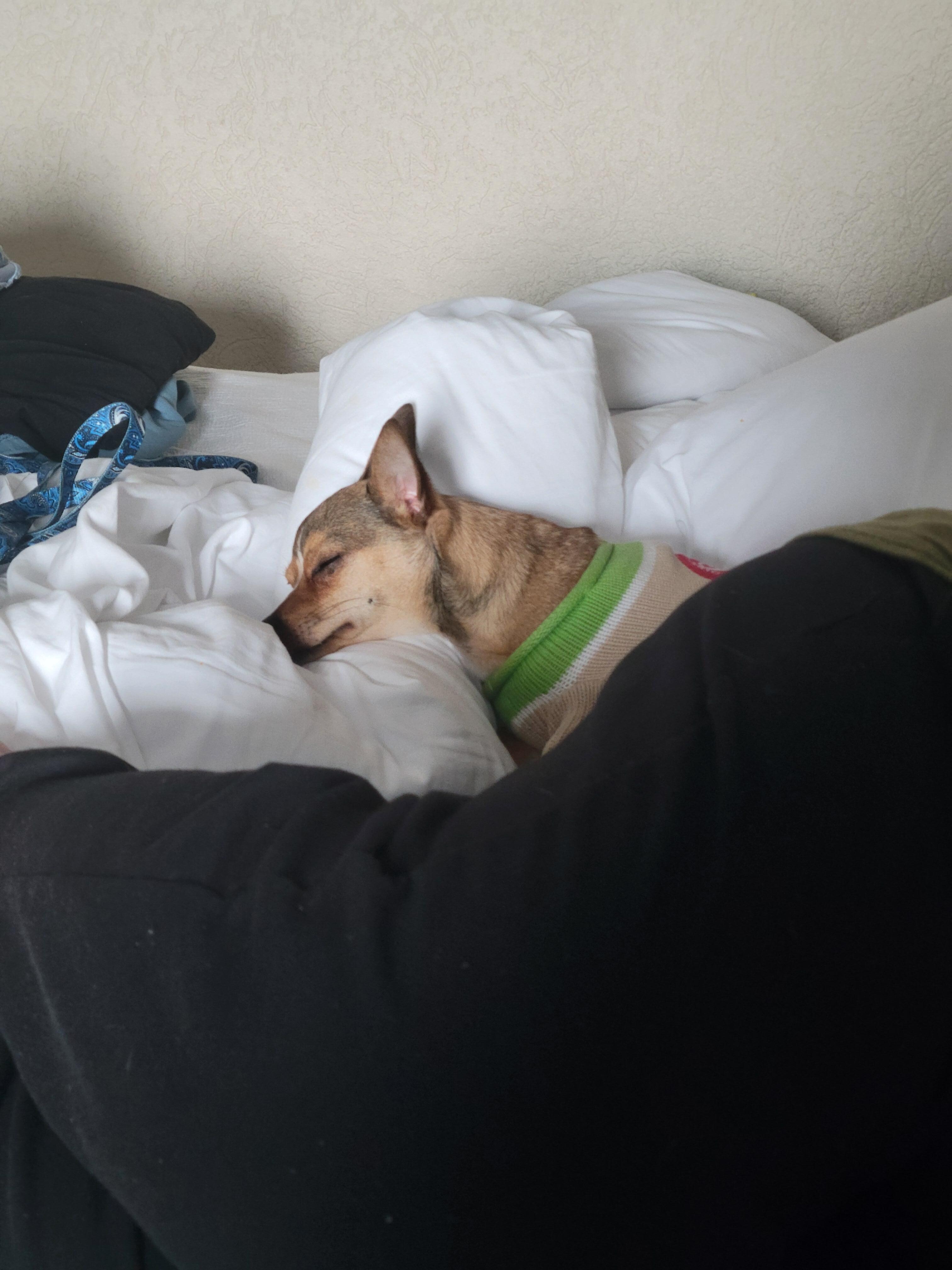 My dog enjoyed the bed
