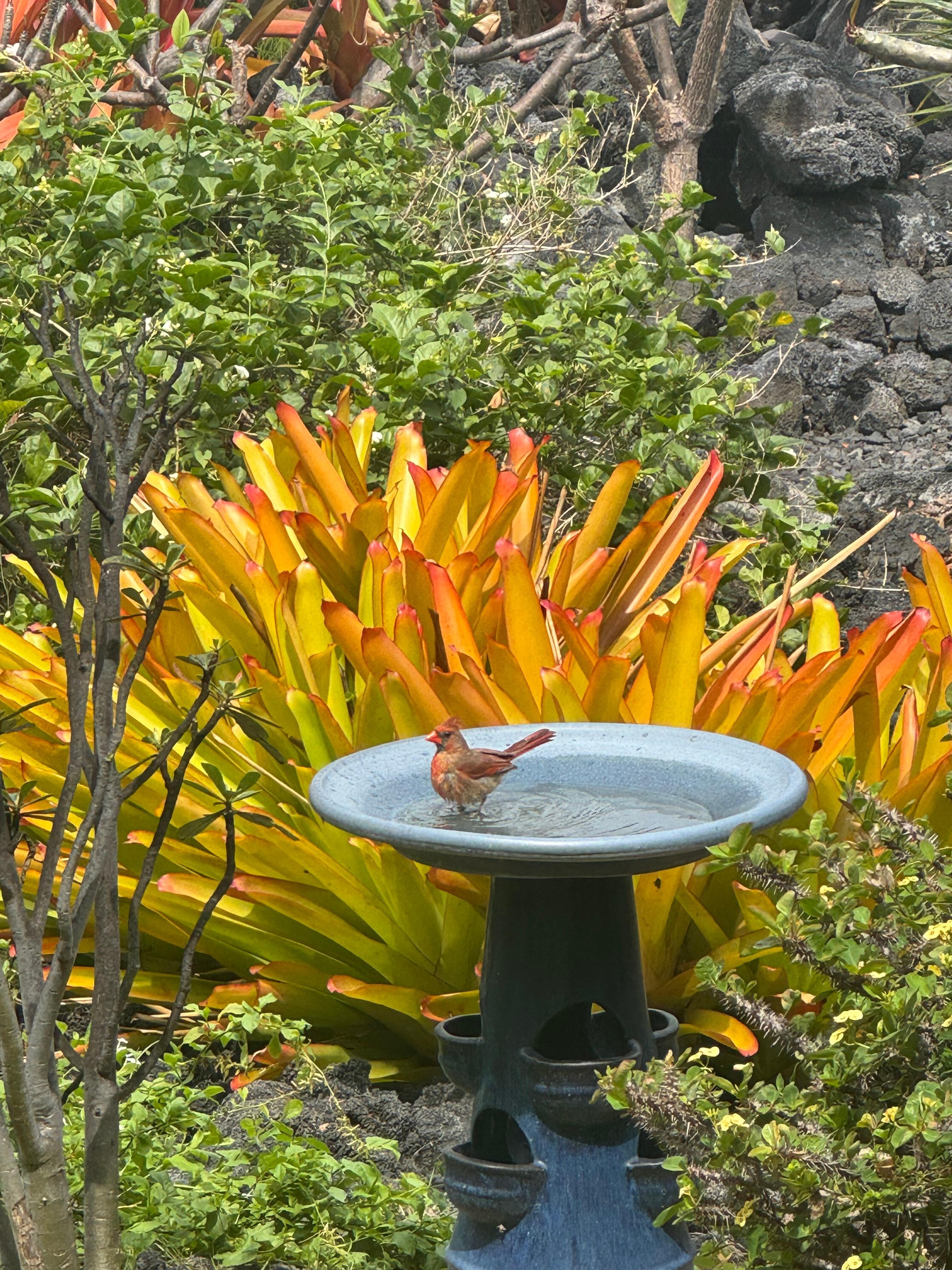 One of many birds that visit daily 