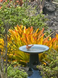 One of many birds that visit daily