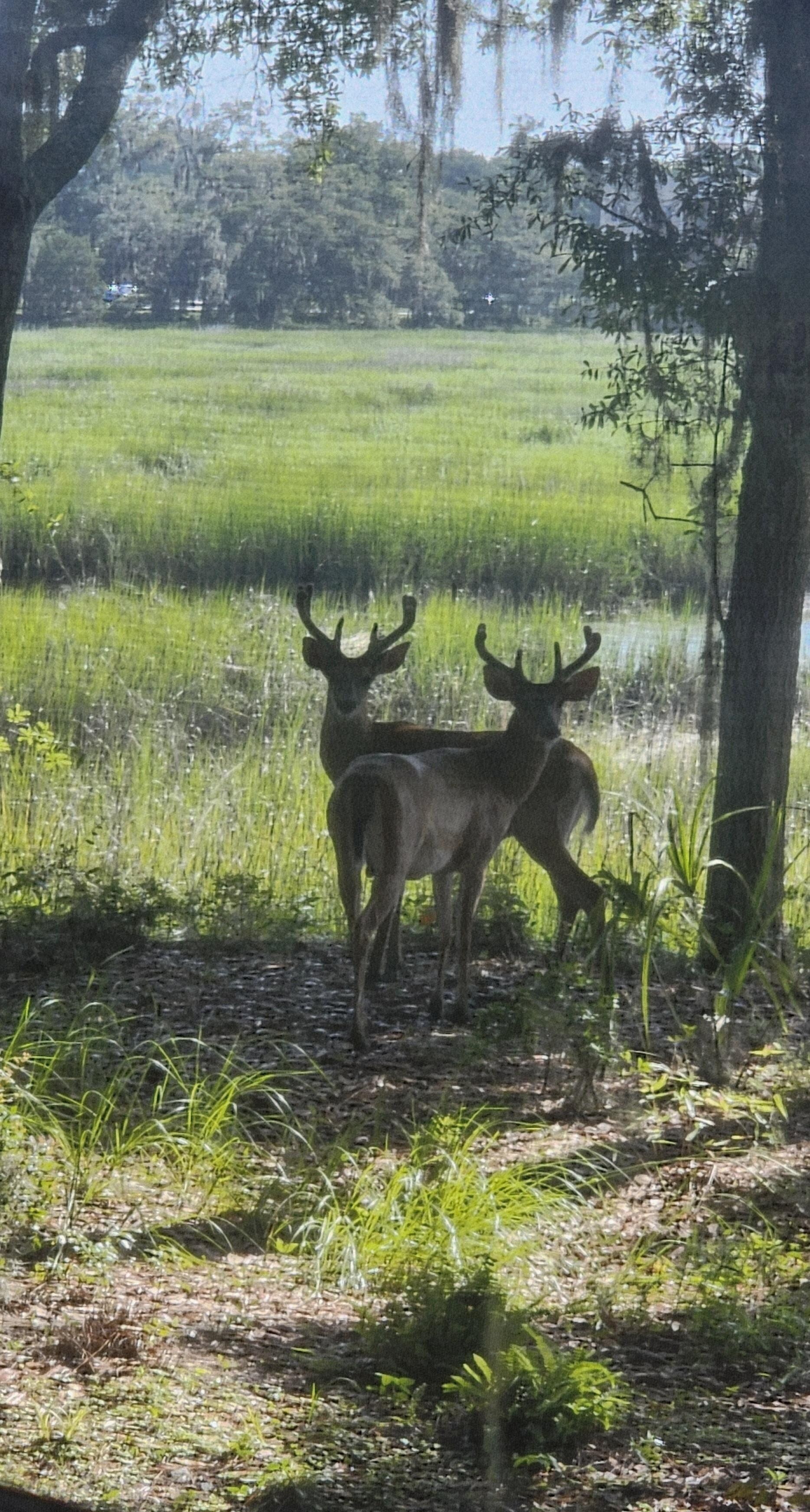 Deer frequent the property