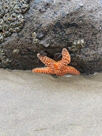 Tide pools down the beach about a mile away.