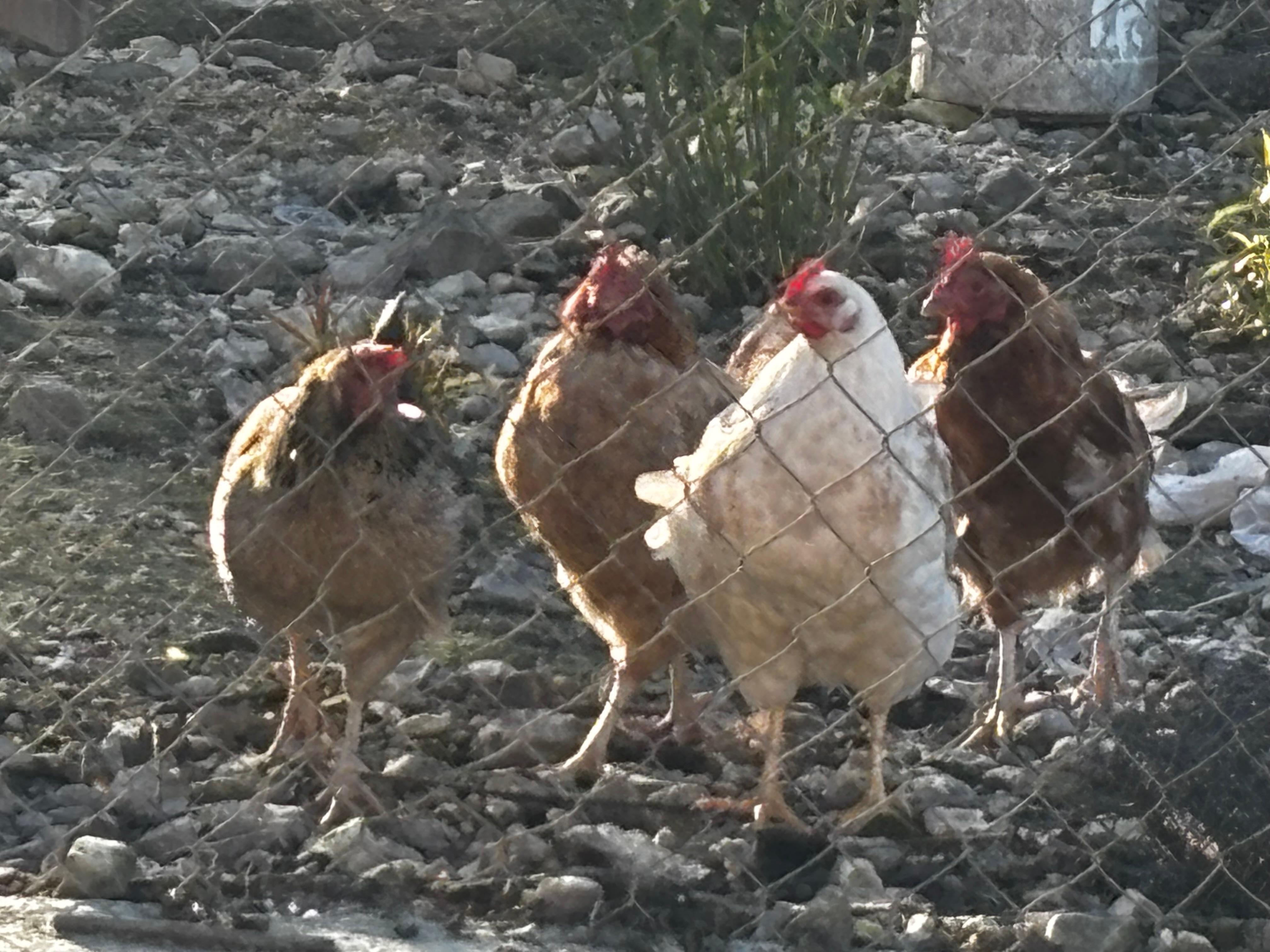 Chickens!