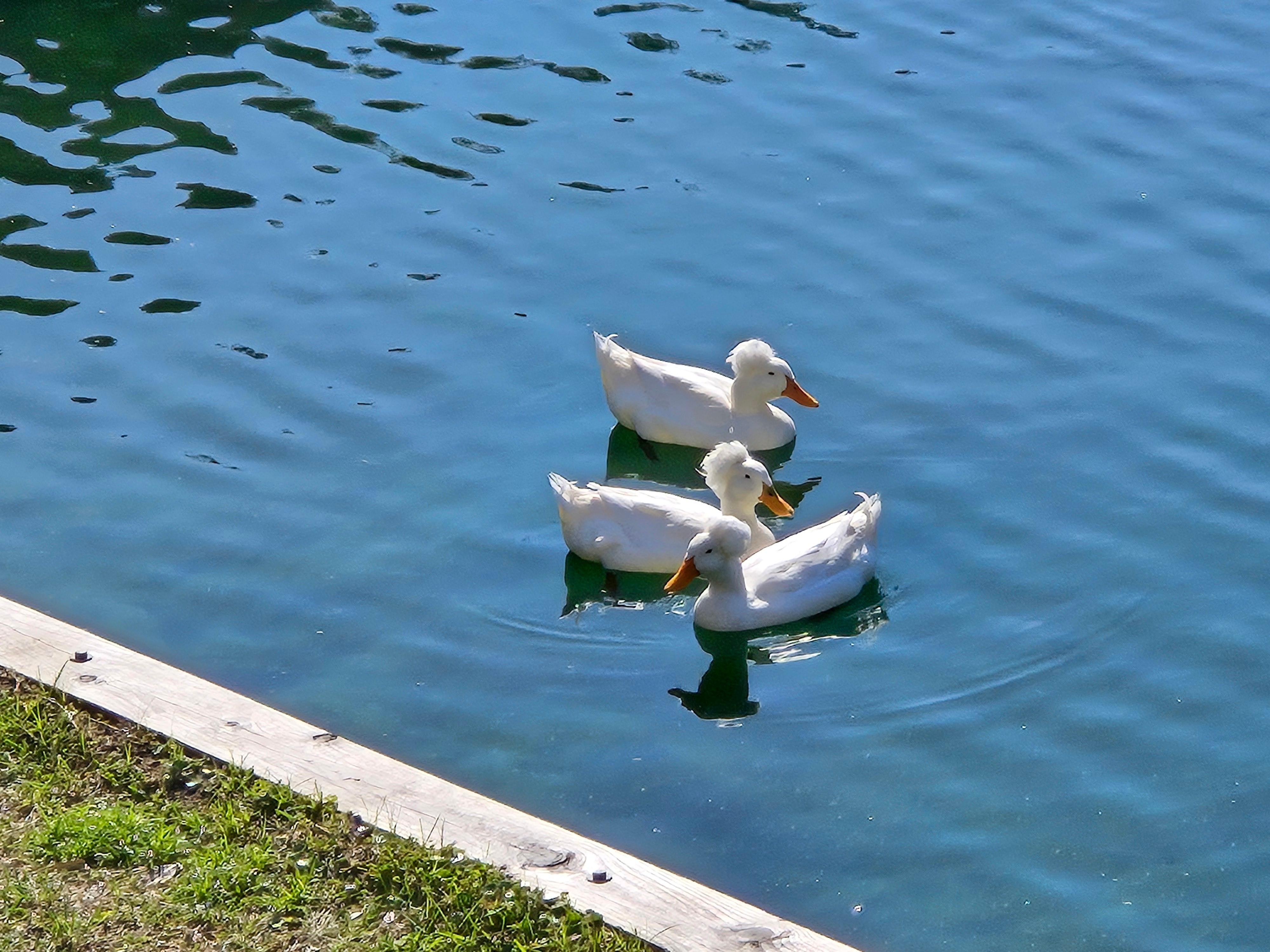 Ducks swimming in the pond.  A constant source of entertainment.
