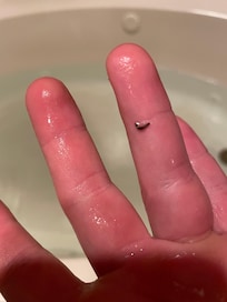 One of the worms in the jacuzzi