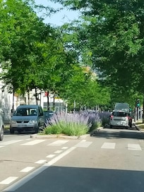 Lavanda spartitraffico!