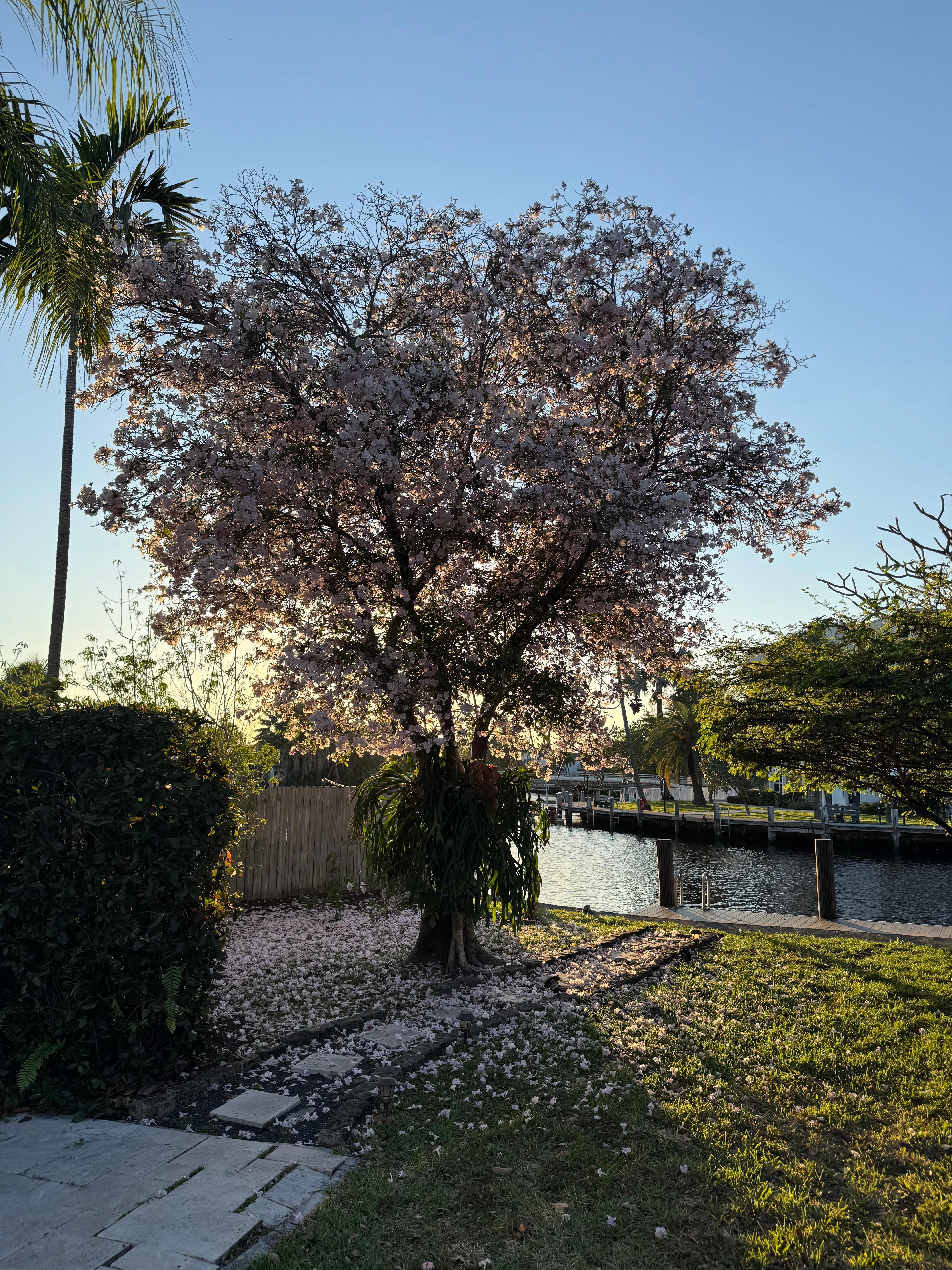Back yard was very nice and bbq worked great! 