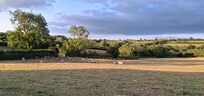 Fields in Begelly
