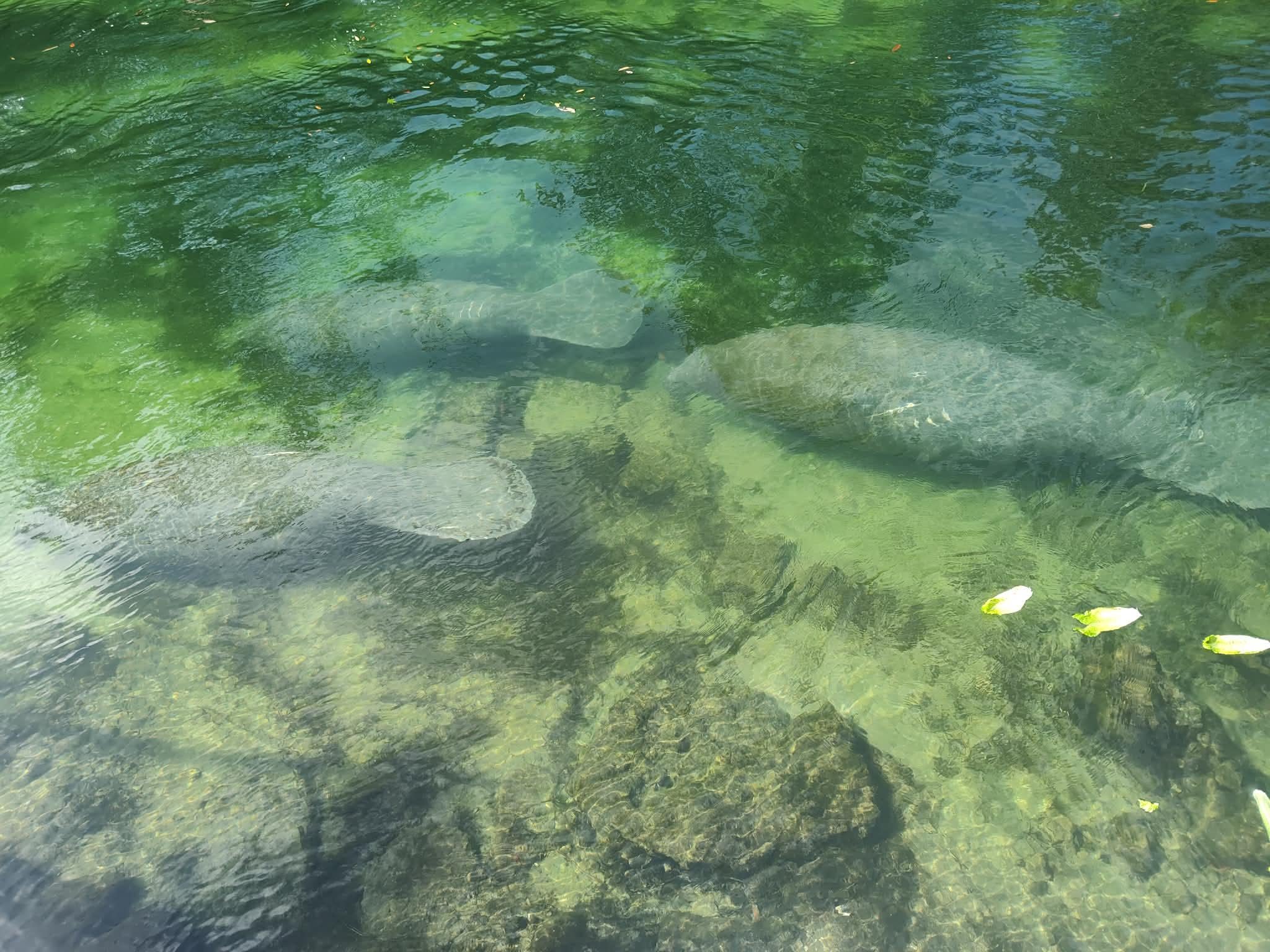 7 manatees -seen from the dock