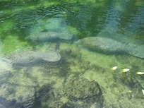 7 manatees -seen from the dock