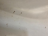 Shower curtain mold