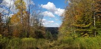 Overgrown but navigable trail in Blue Hills State Forest. Wear Blaze Orange during hunting season, not a single person on this trail.