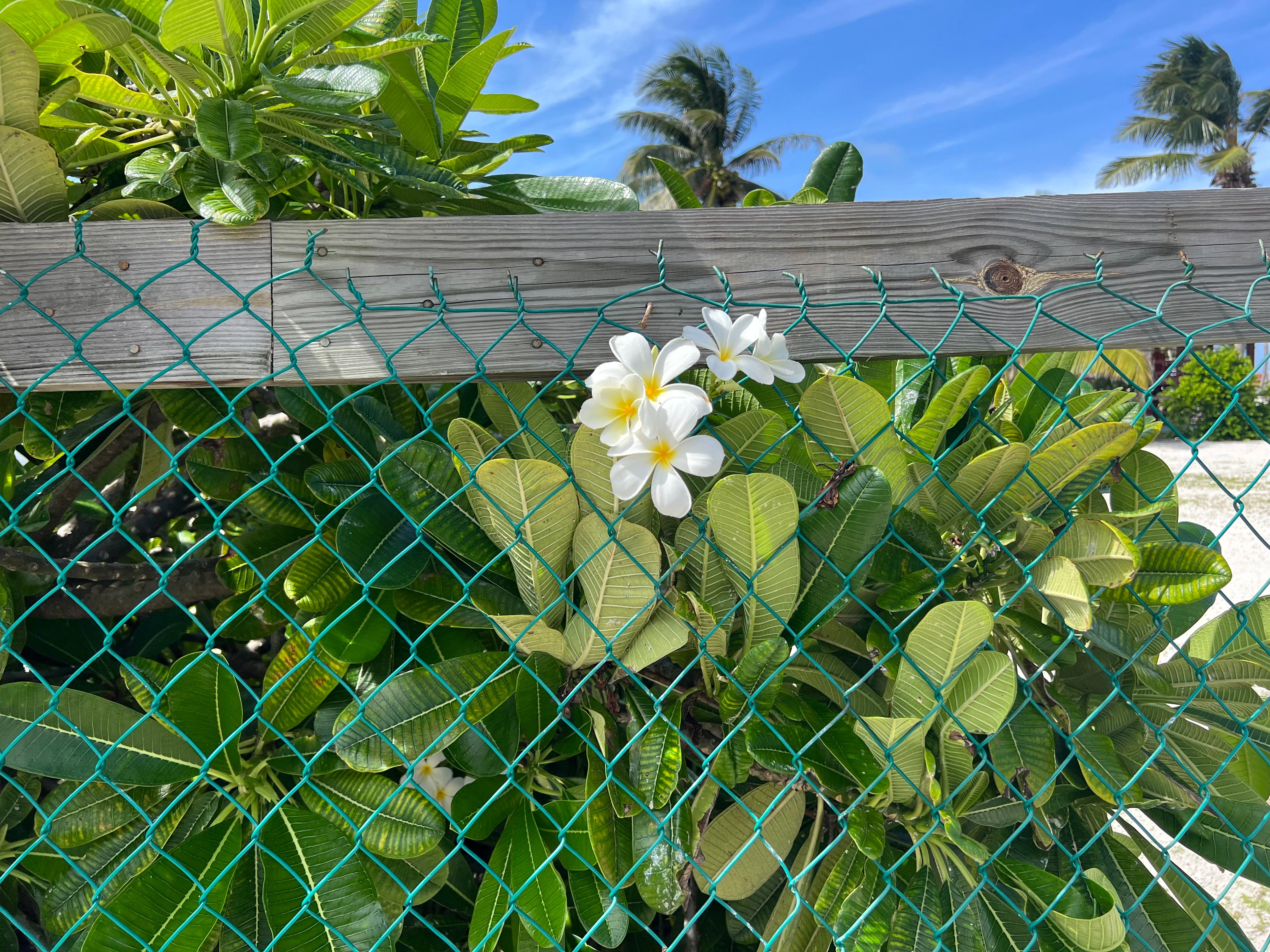 Plants on the grounds