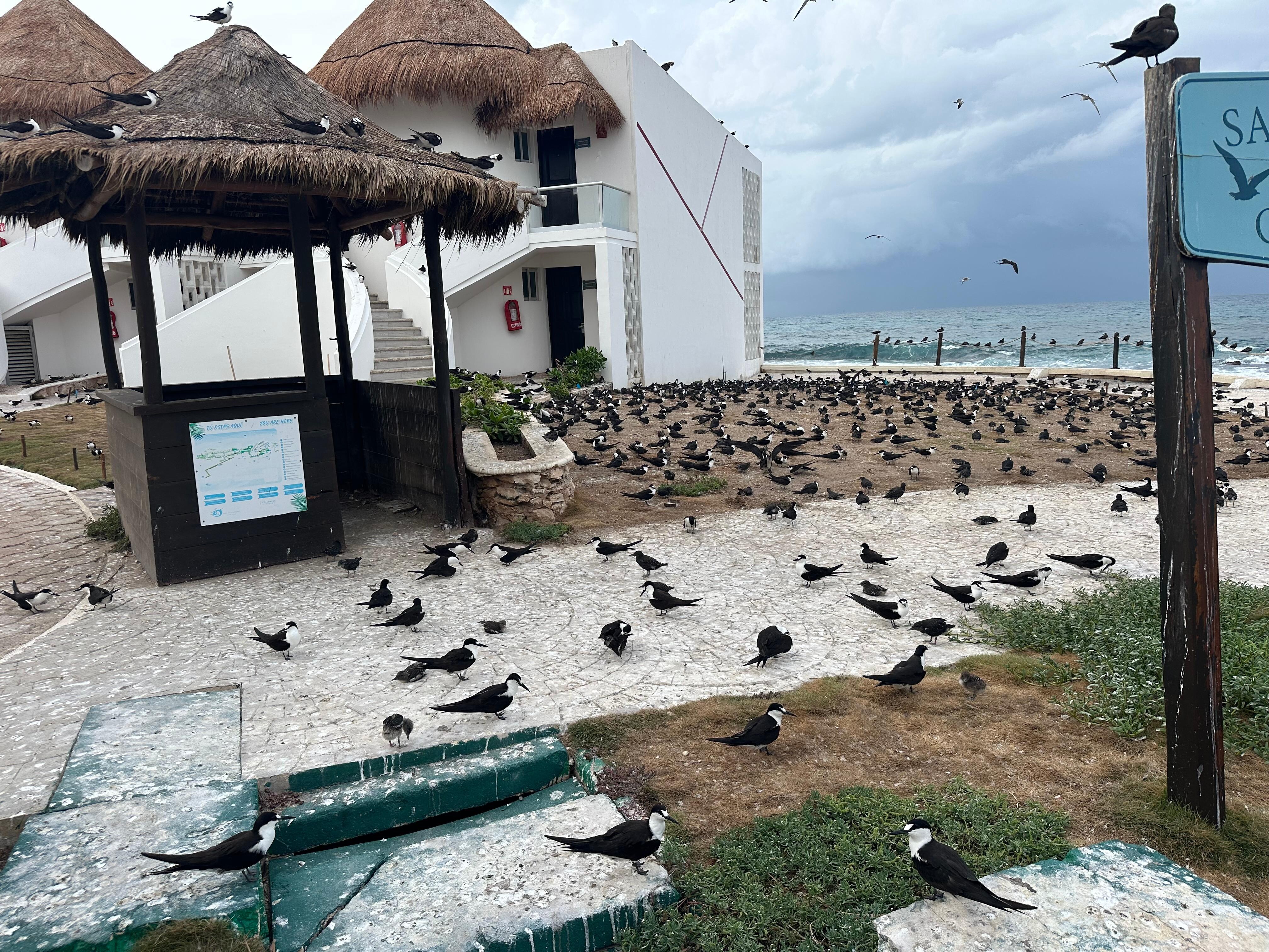 Miles de pájaros a los 24 horas 