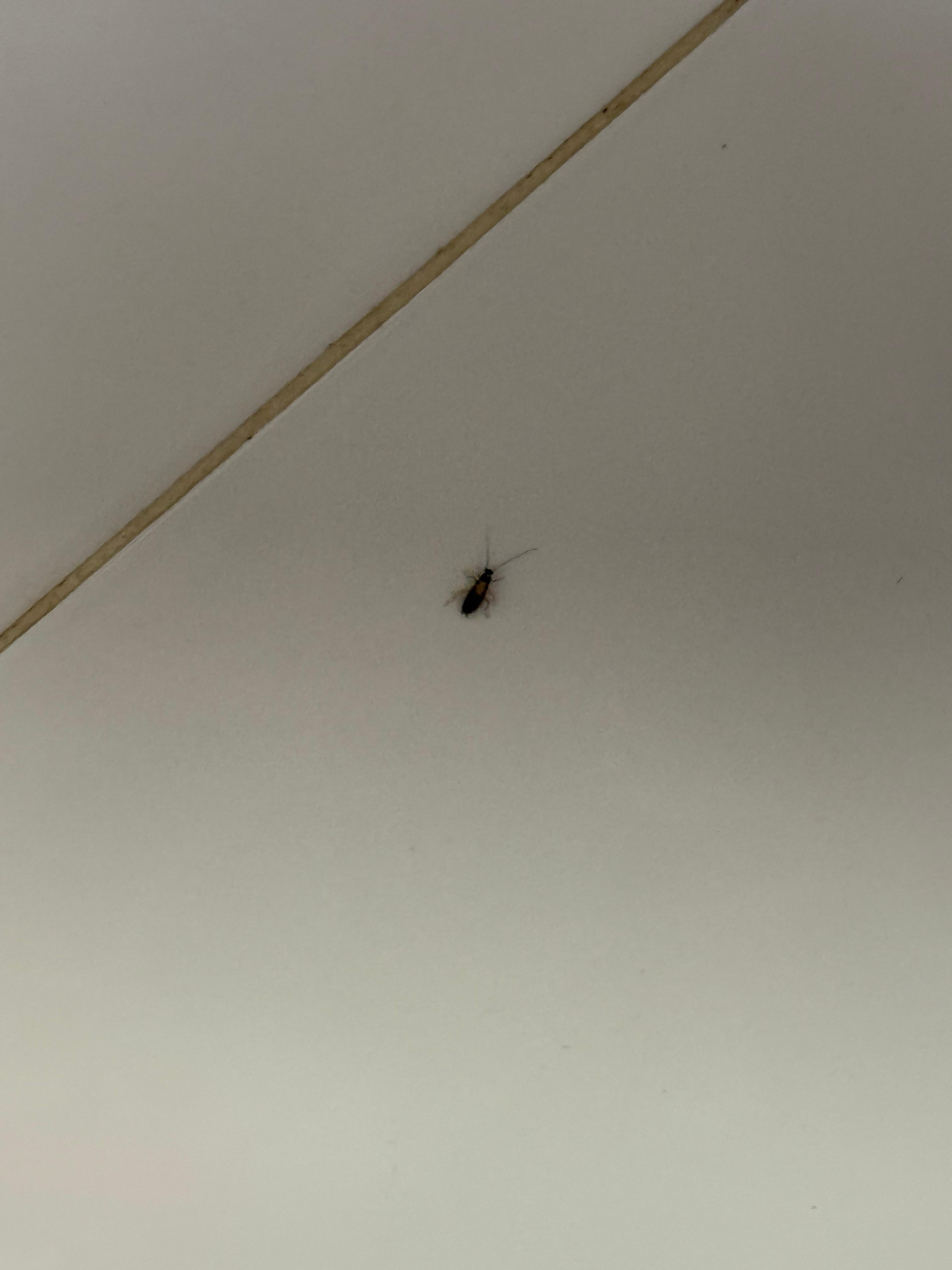 One of cockroaches..... 