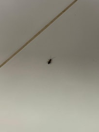 One of cockroaches.....