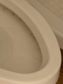 Brown stain around the toilet never clean