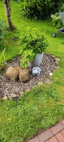 Der Frosch im Garten
