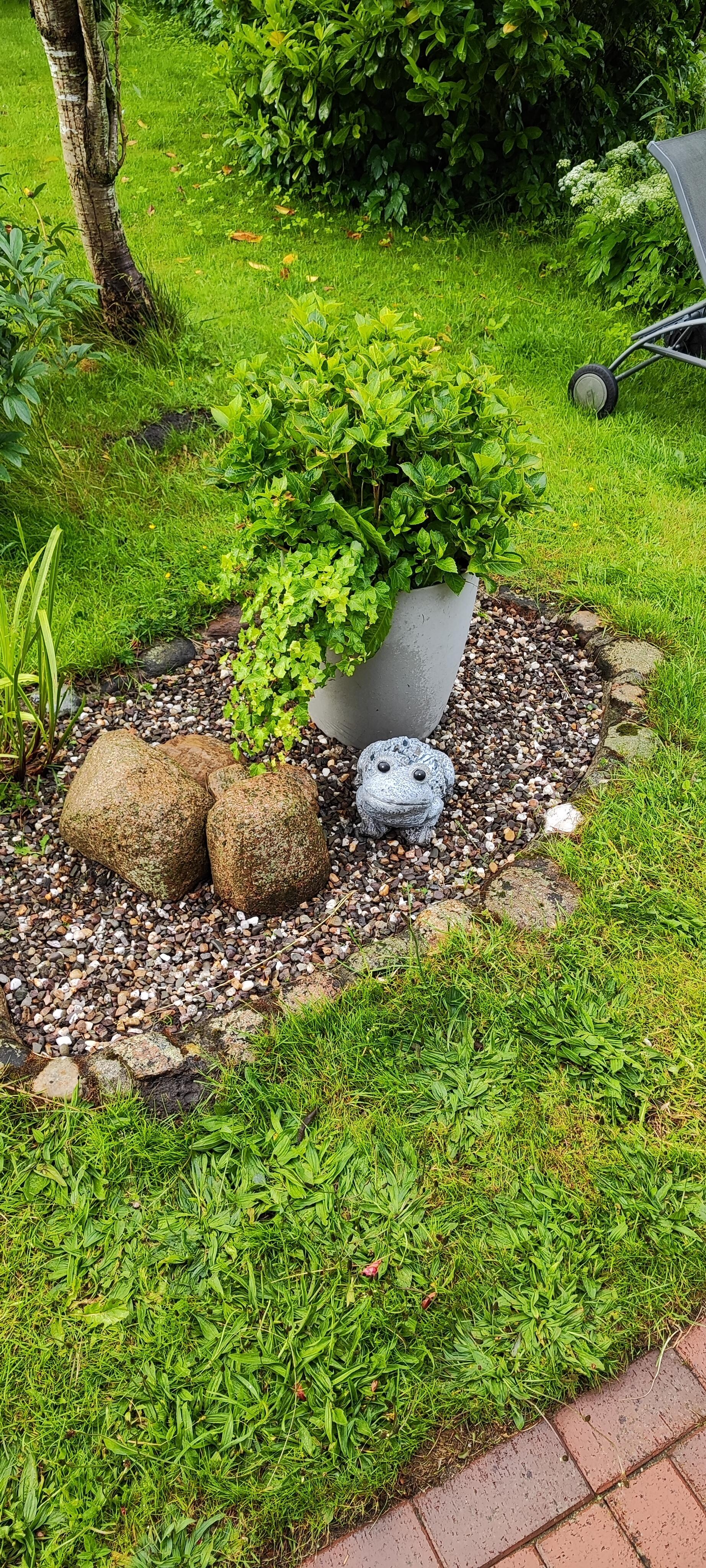 Der Frosch im Garten 