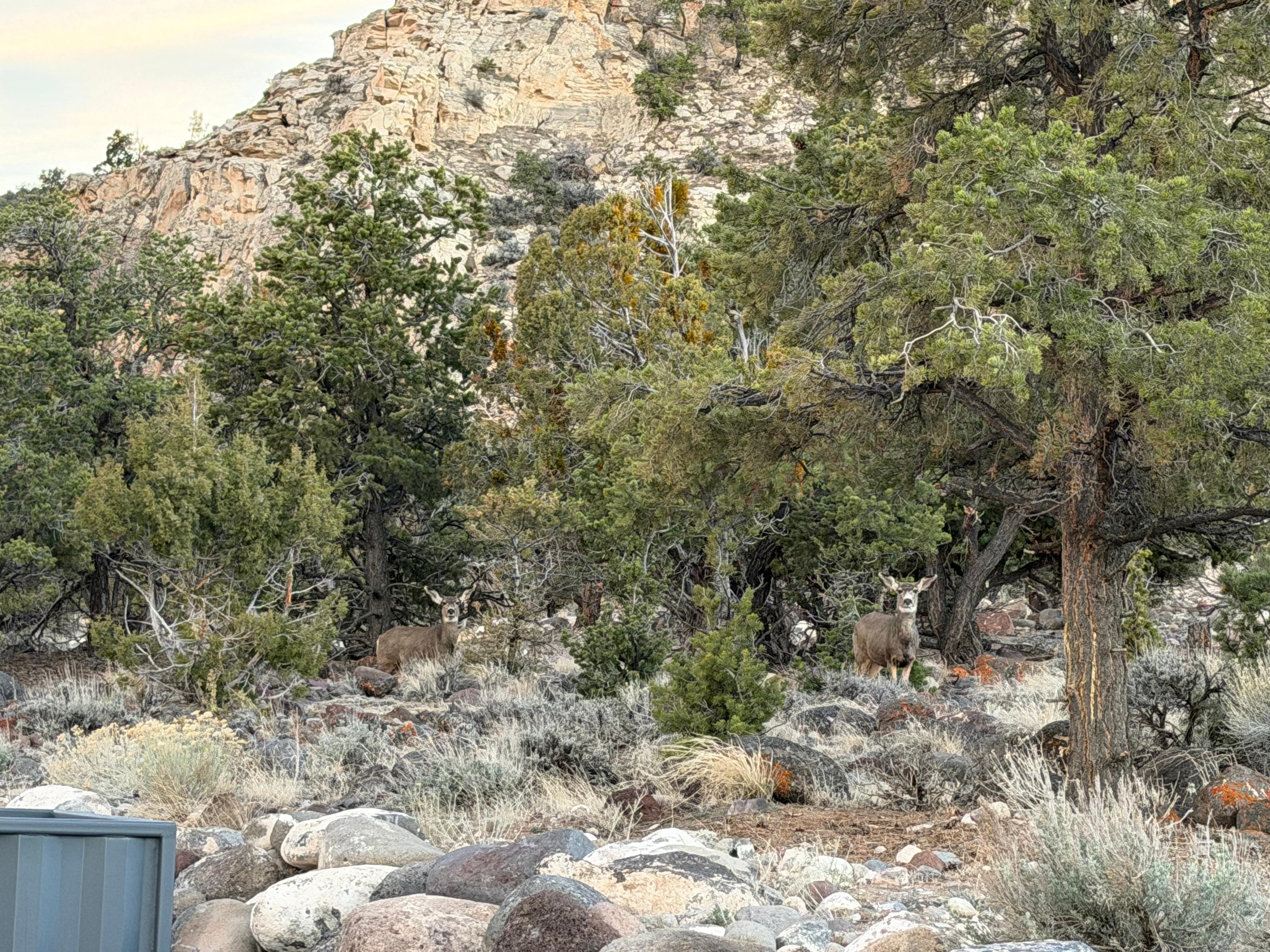 Wildlife right outside!