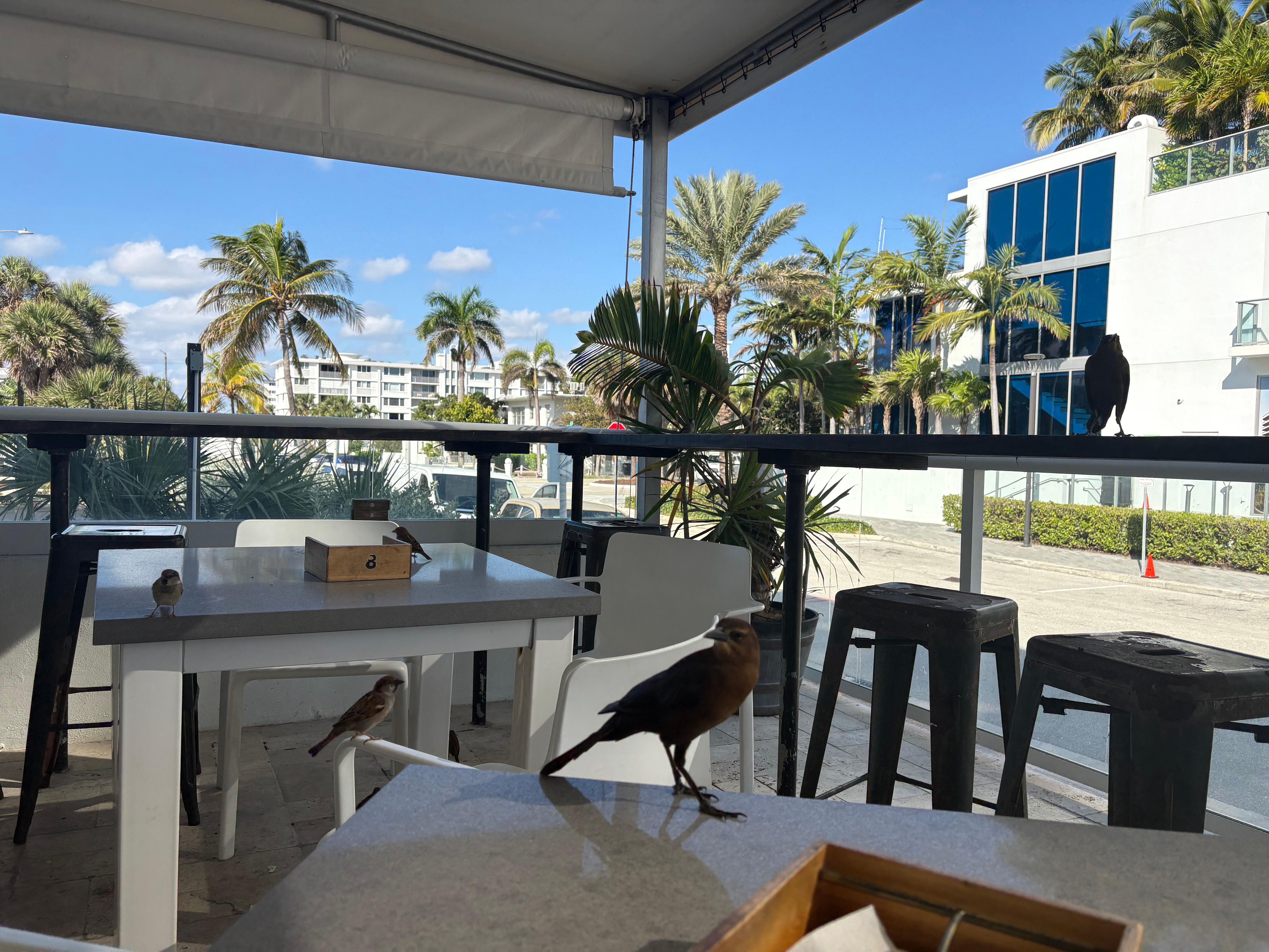 Breakfast with birds lol