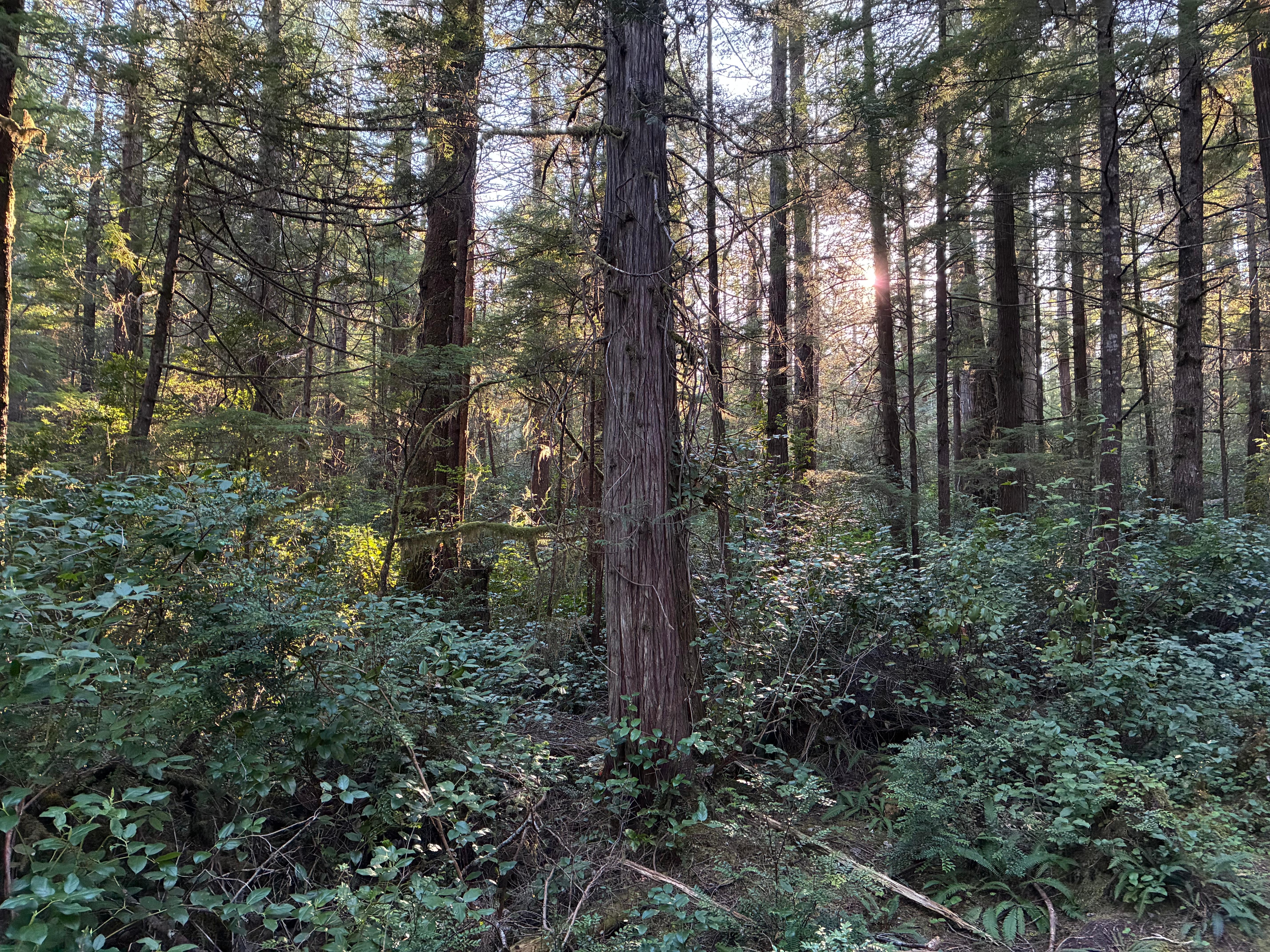 Nearby Ozette Trail