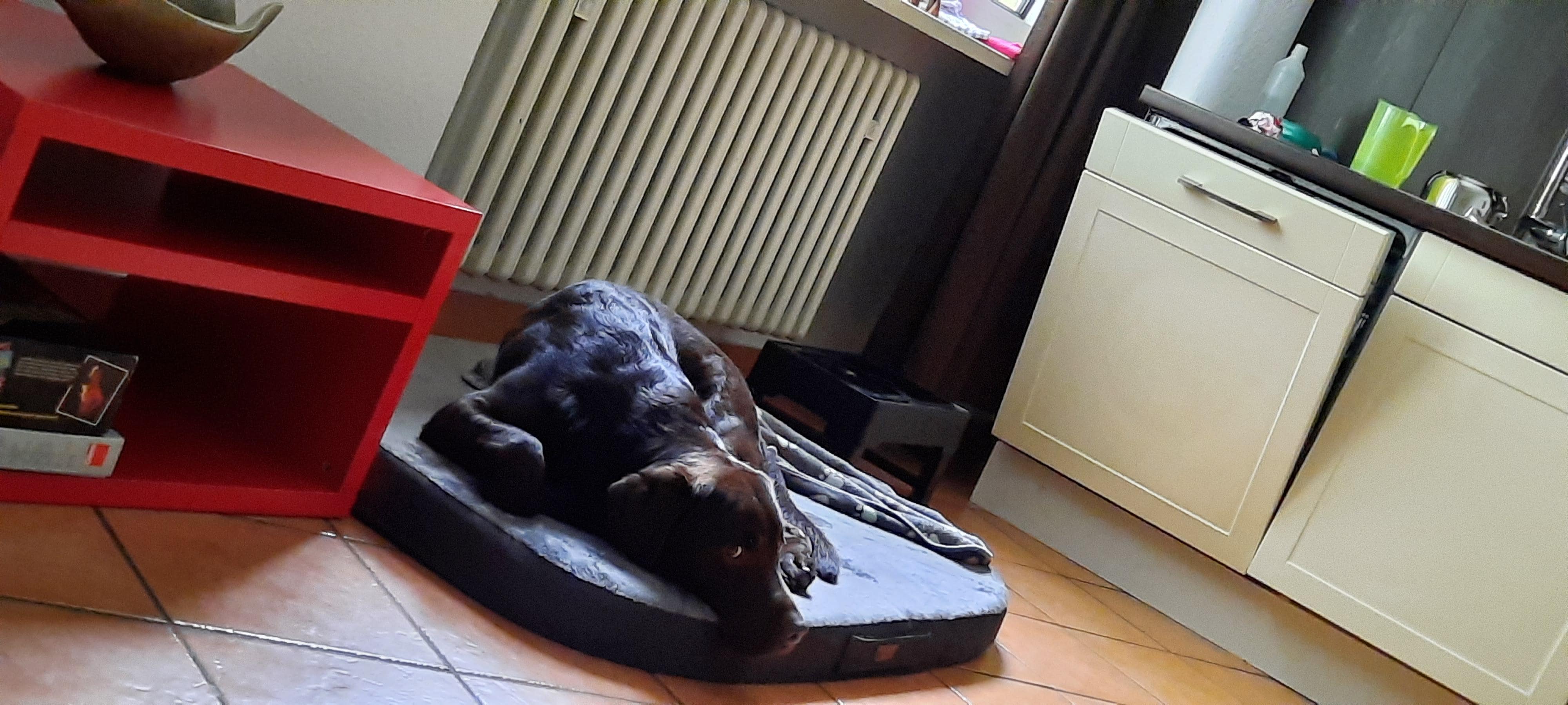 Er fühlte sich auch wohl 