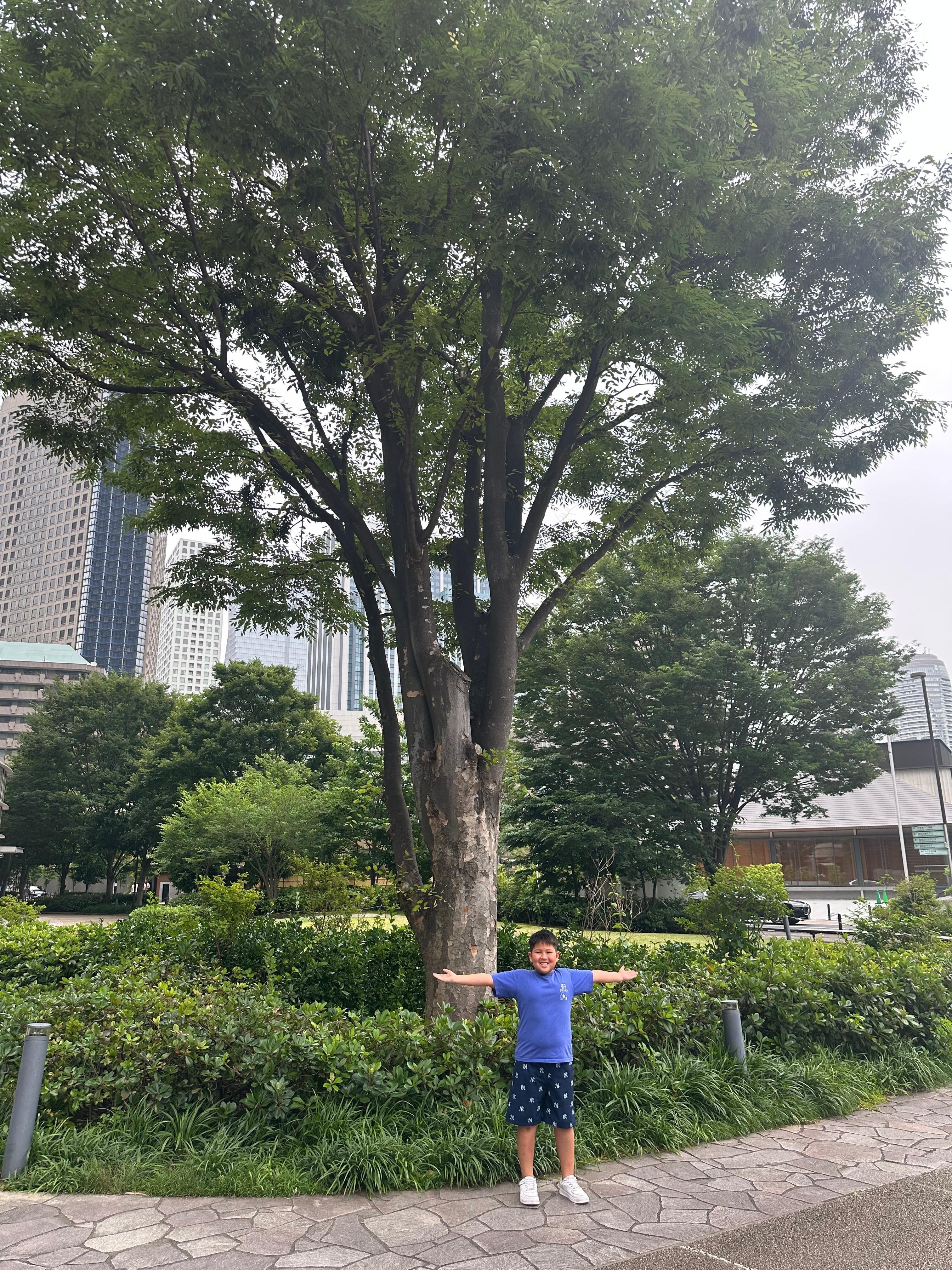Big trees!