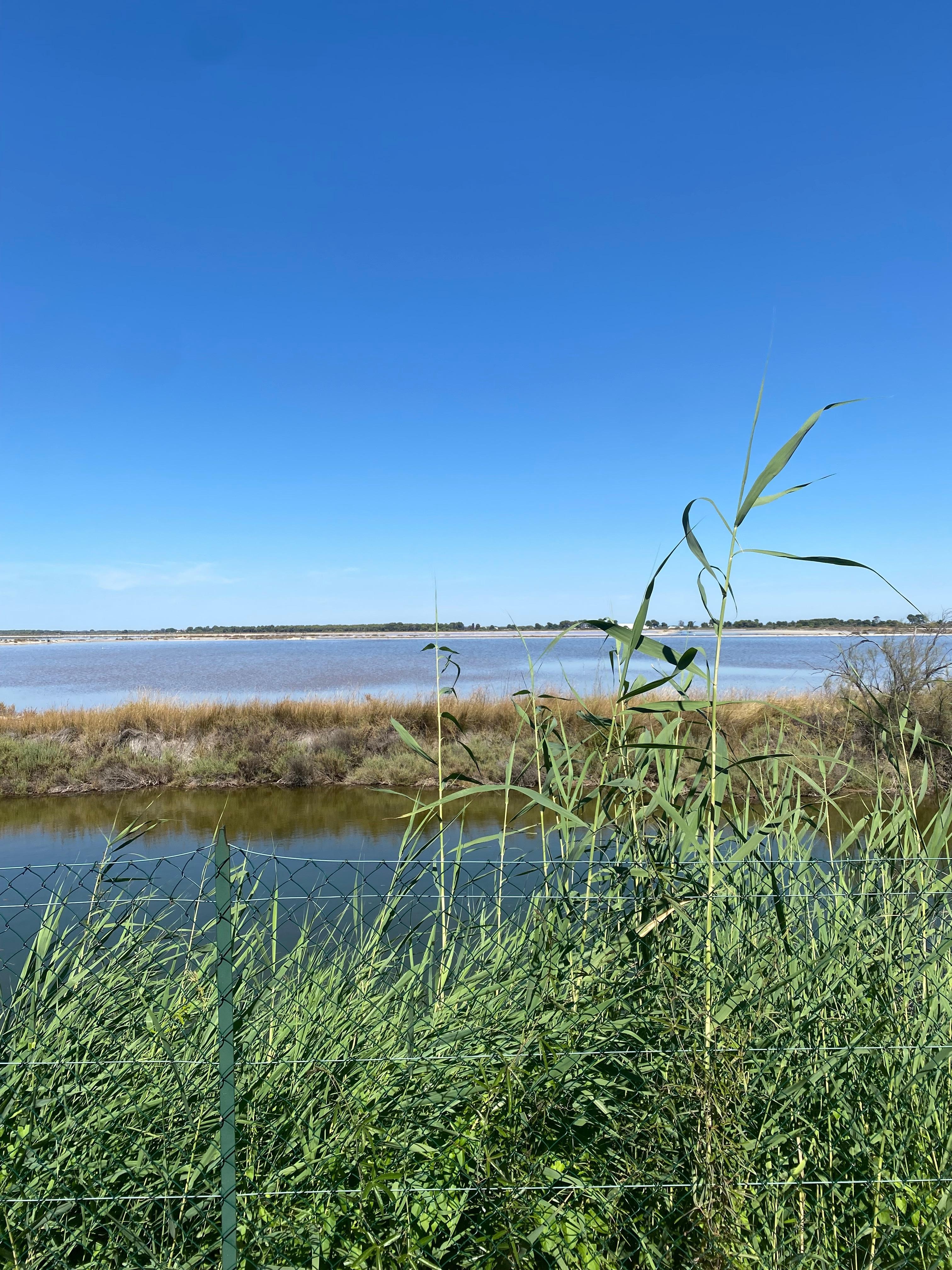 Vue de la maison, avec les flamants roses qui pêchaient à l'arrière de la maison, un régal