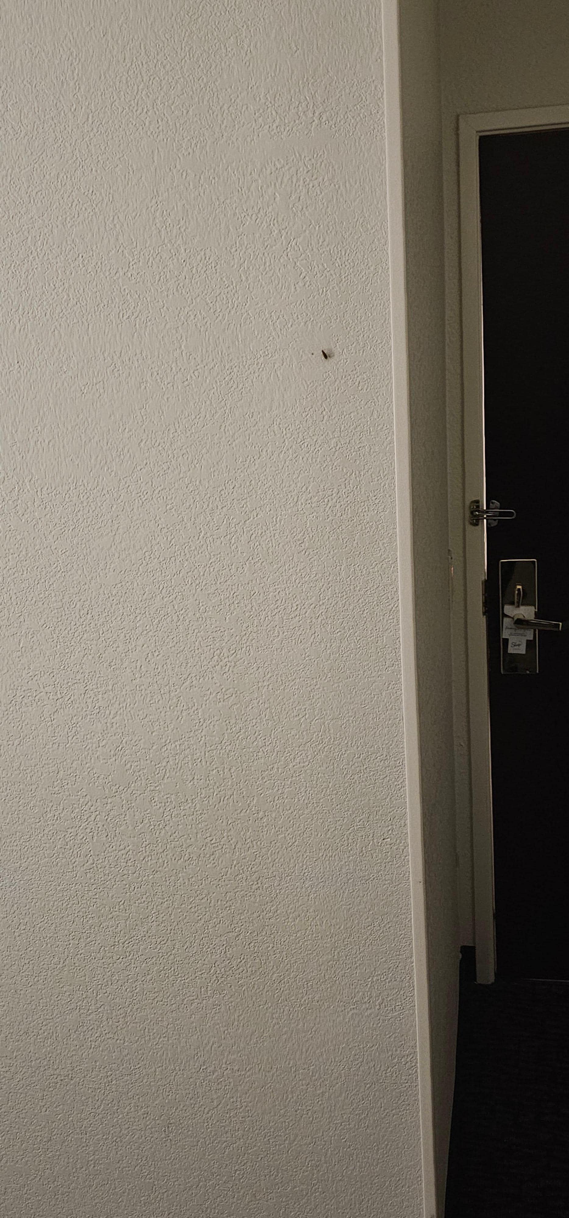 Here's the roach that decided to make an appearance 