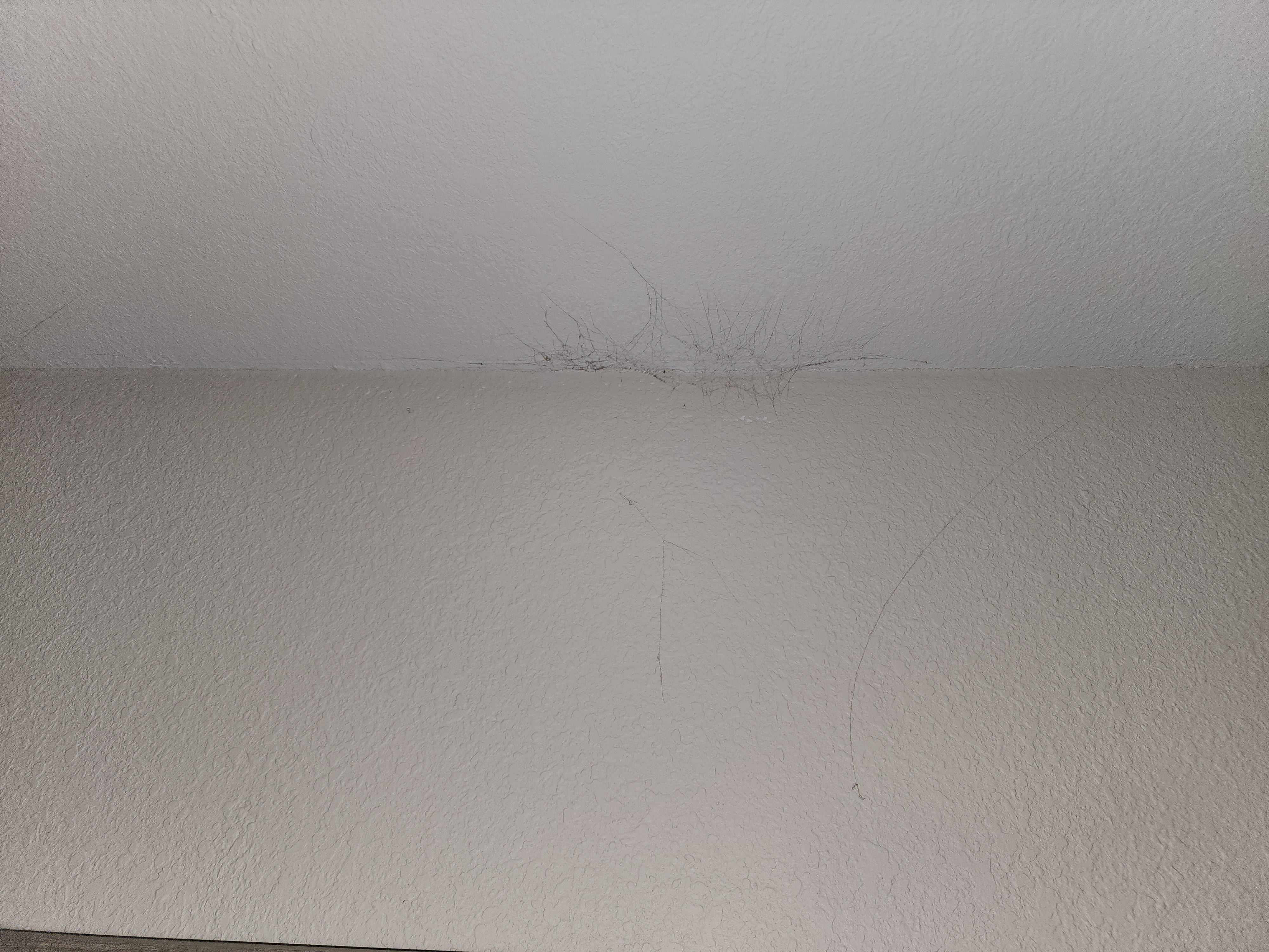 Cobwebs all around top of room 