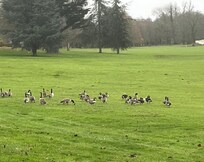 Geese on the lawn