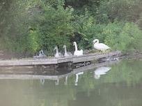 Mute Swans with cygnets
