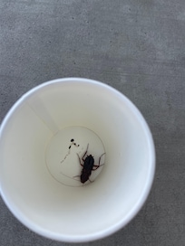 Diese Kakerlake haben wir in dem Badezimmer gefangen !!!!