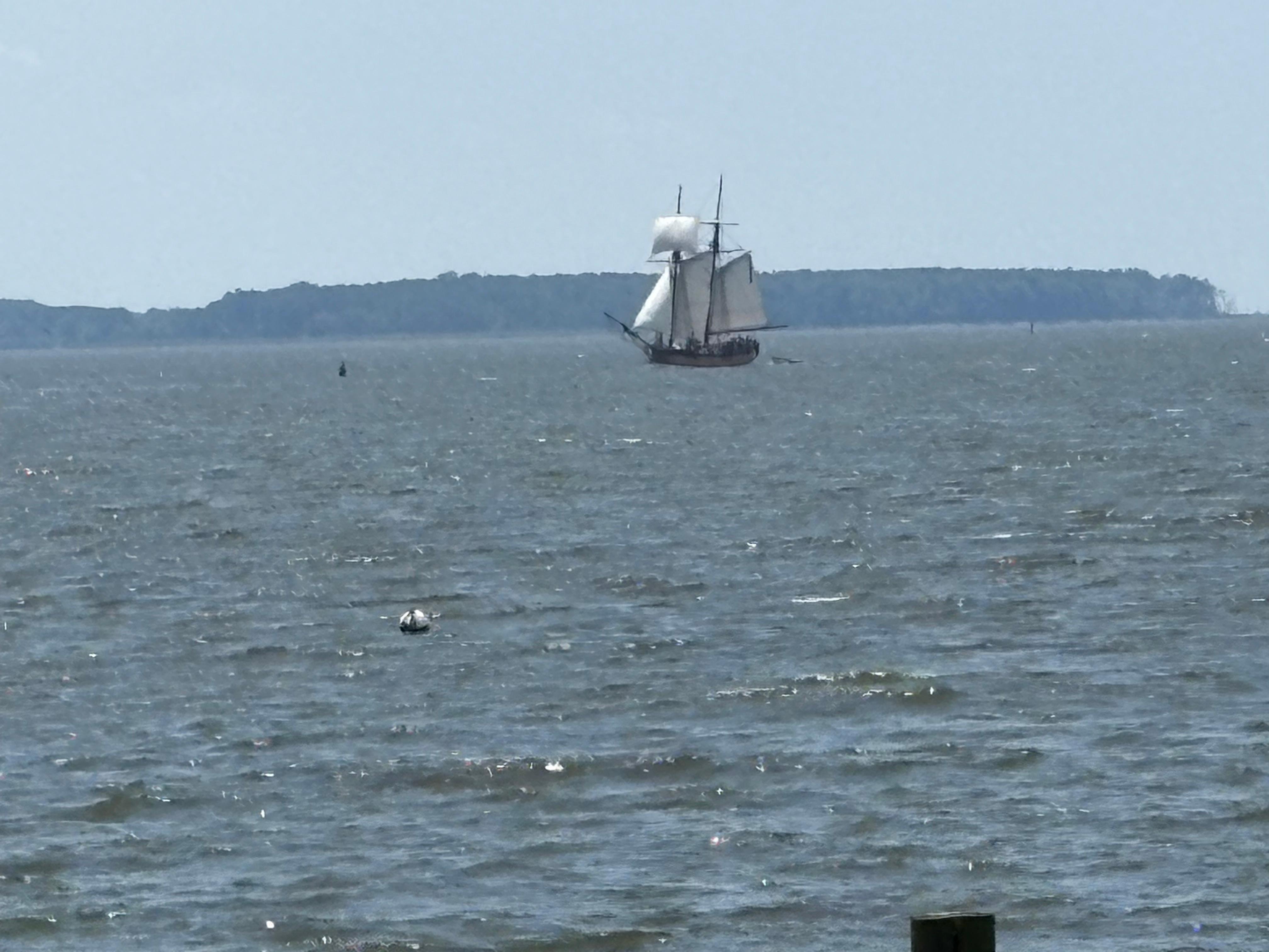 Interesting activity on the river