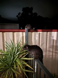 A couple of curious ringtail possums visited us almost every evening
