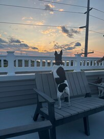 Our dog enjoying the sunset