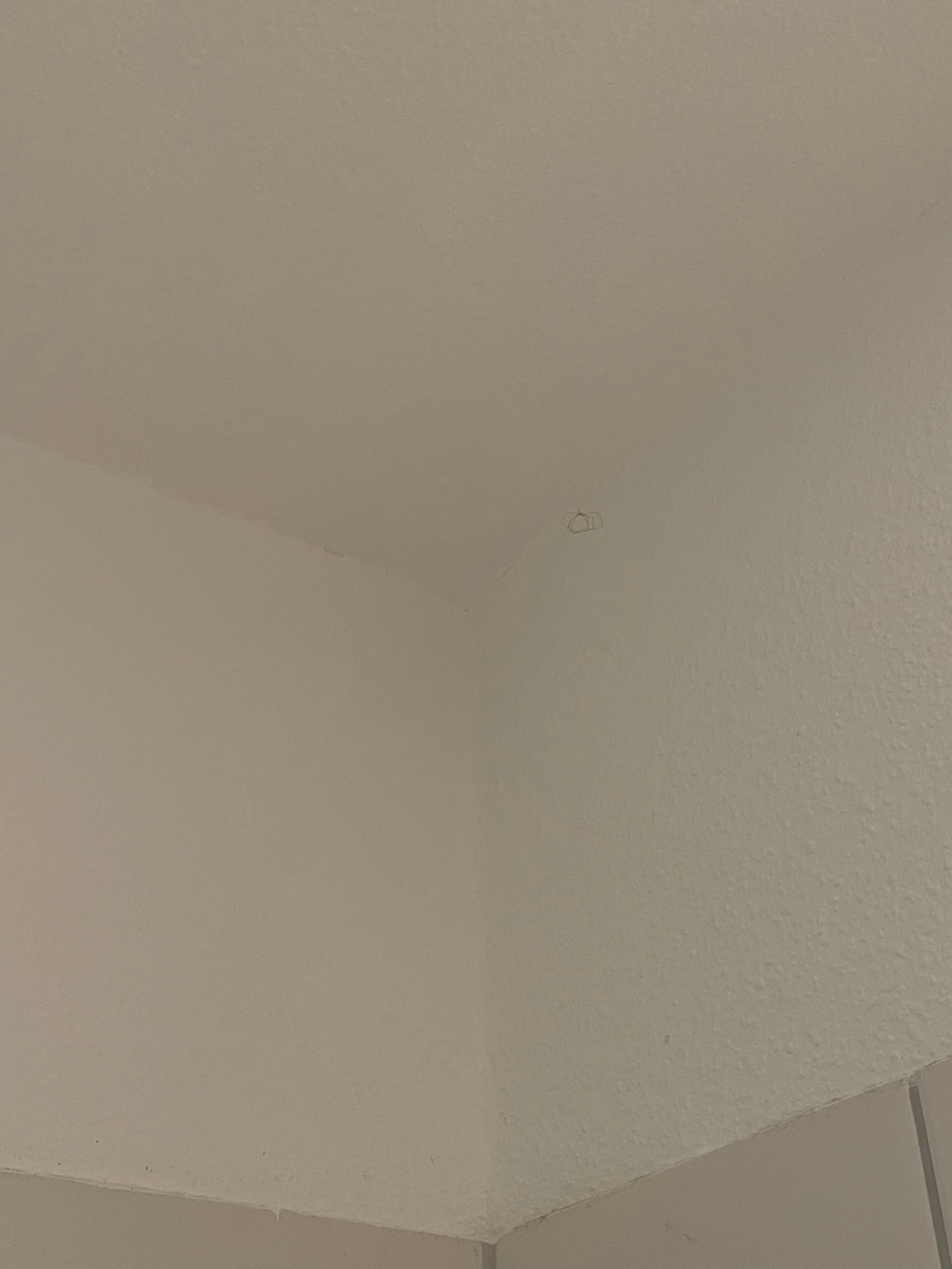 Spinnenweben und Leichen