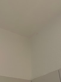 Spinnenweben und Leichen