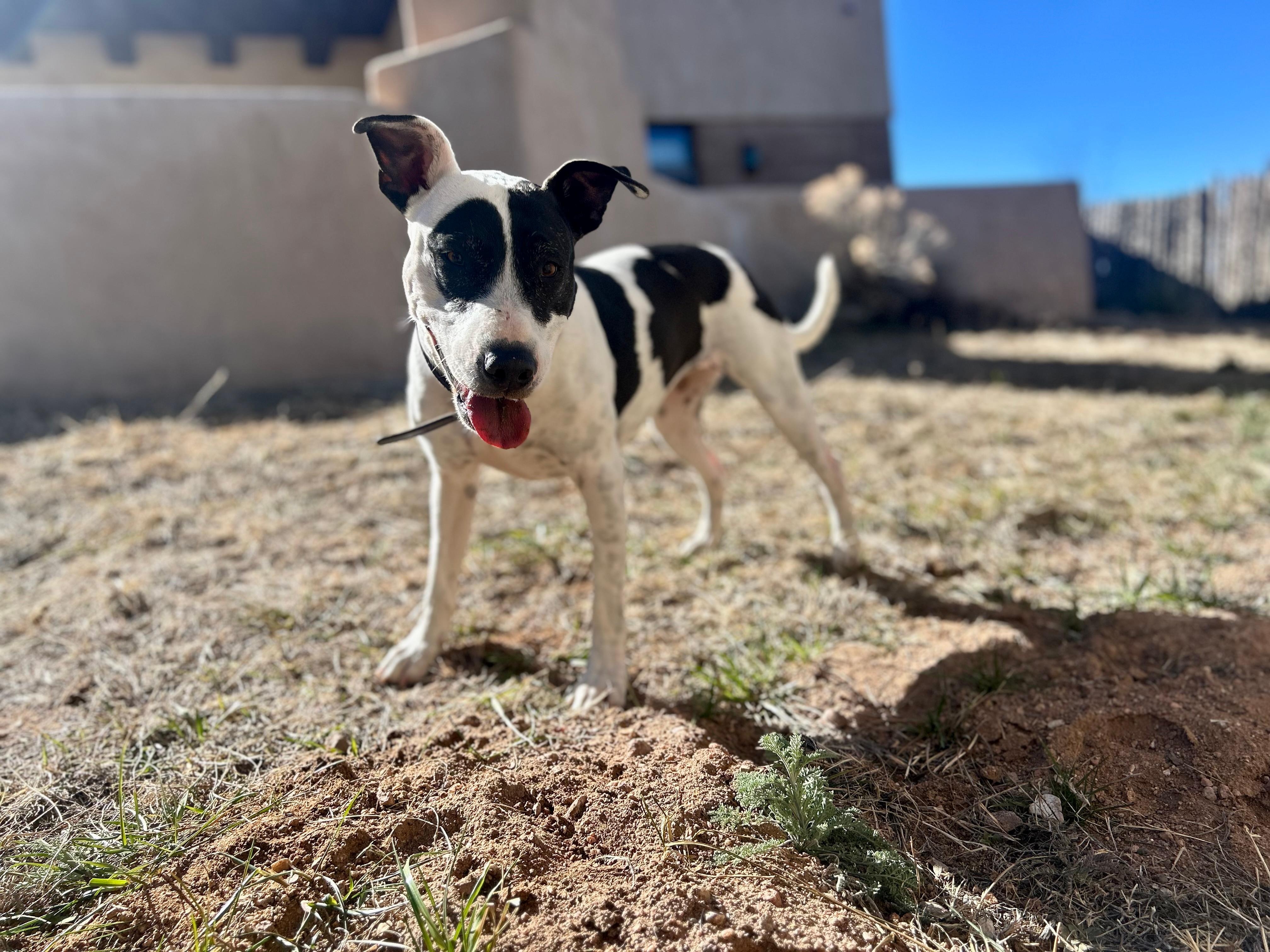 Dog friendly and private fenced in yard was perfect for our dogs 