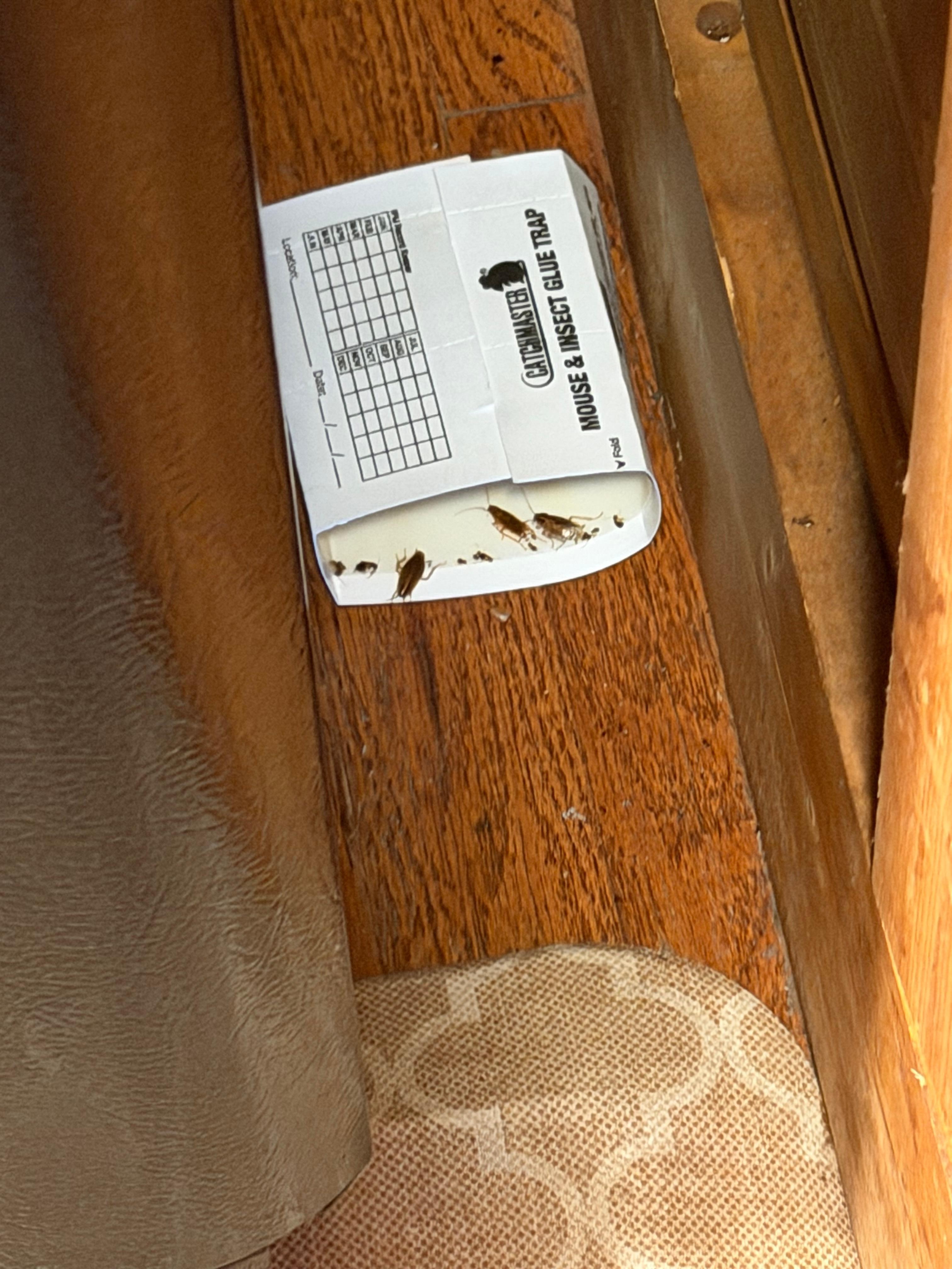 Bug traps in the kitchen 