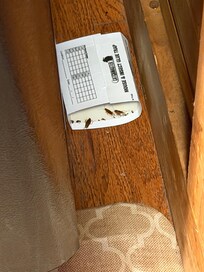 Bug traps in the kitchen