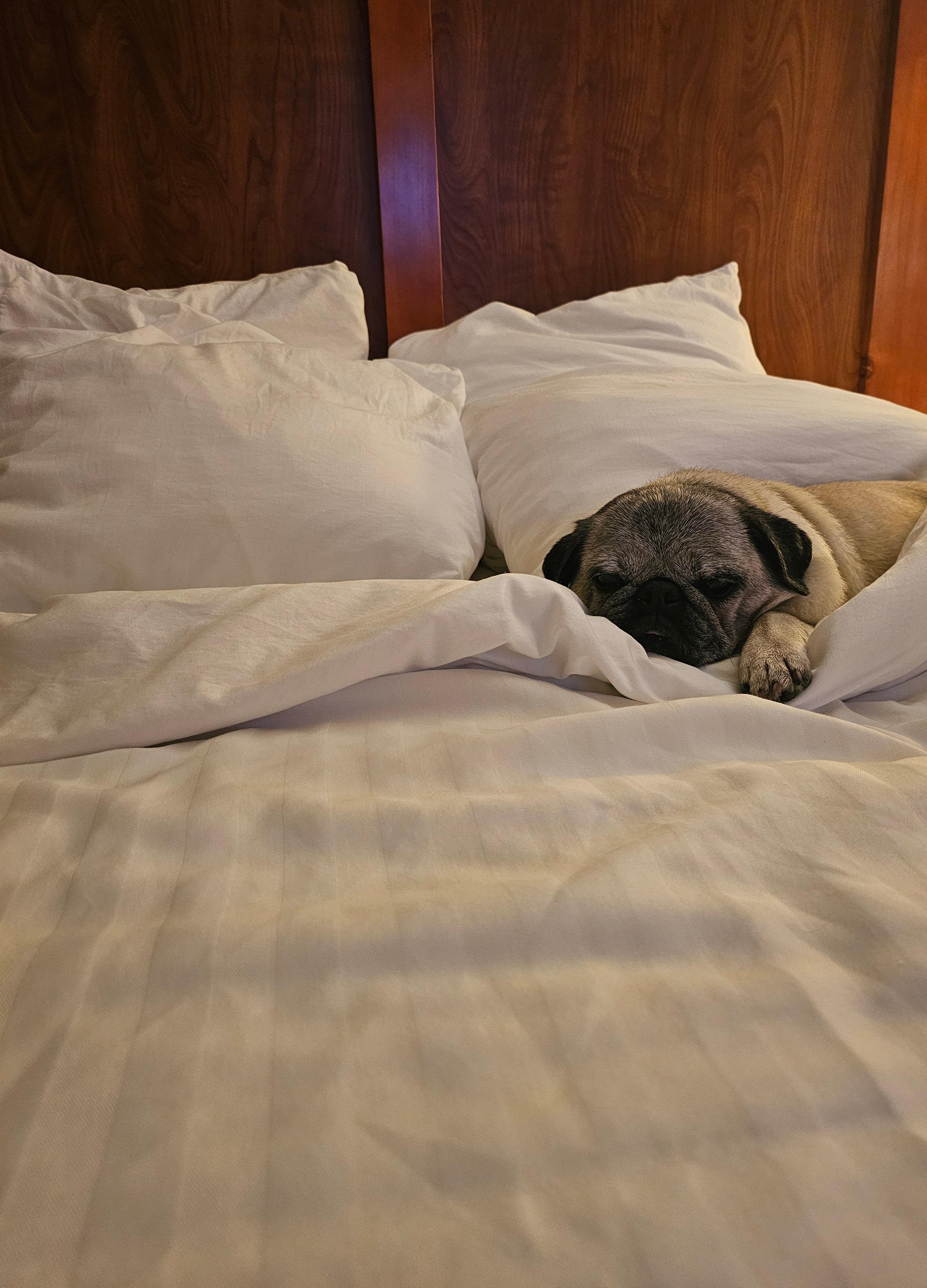 We loved the very comfy bed!