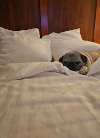 We loved the very comfy bed!